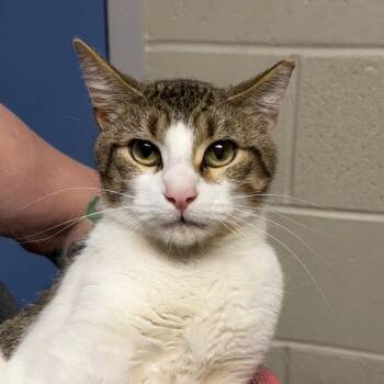 Domestic Short Hair Cats Available for Adoption in Dekalb, Illinois - Marly | PetCurious