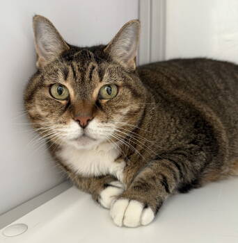 Rescue Tabby Cats for Adoption in Alexandria, Virginia - Sadie (Senior) | PetCurious