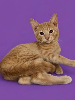 Jasper -  Domestic Short Hair Cat for Adoption in Detroit, Michigan - Jasper | PetCurious