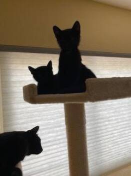 Justin Case -  Domestic Short Hair Cat for Adoption in Fort Collins, Colorado - Justin Case | PetCurious