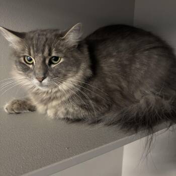 Munchkin -  Domestic Long Hair Cat for Adoption in Phoenix, Arizona - Munchkin | PetCurious