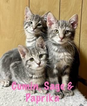 Sage -  Domestic Short Hair Cat for Adoption in Frewsburg, New York - Sage | PetCurious