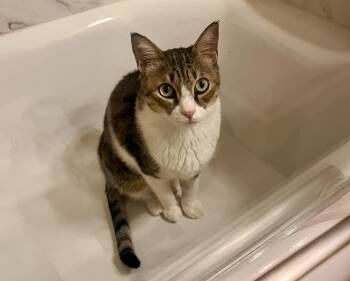 Rescue Domestic Short Hair Cats for Adoption in San Francisco, California - Earl Grey | PetCurious