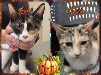 SPrinkles & Jezebell -  Domestic Short Hair Cat for Adoption in Corinth, New York - SPrinkles & Jezebell | PetCurious