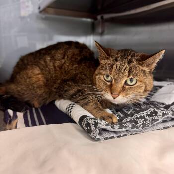 Kitty Purry -  Domestic Short Hair Cat Available for Adoption in Midland, Michigan - Kitty Purry | PetCurious