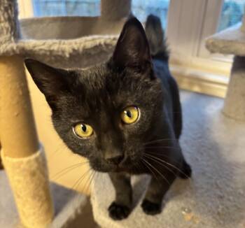 Rescue Domestic Short Hair Cats for Adoption in Crofton, Maryland - Littleman | PetCurious