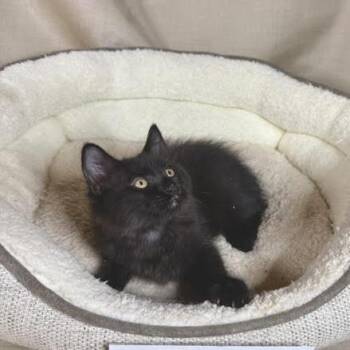 Dumplin -  American Shorthair Cat for Adoption in Lake Jackson, Texas - Dumplin | PetCurious
