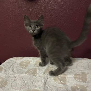 Dorothy -  Domestic Medium Hair Cat for Adoption in NEW PT RICHEY, Florida - Dorothy | PetCurious