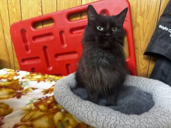 Martha Maria -  Domestic Long Hair Cat for Adoption in Fort Madison, Iowa - Martha Maria | PetCurious
