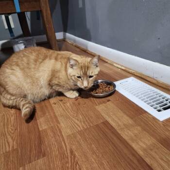 Simba -  Domestic Short Hair Cat for Adoption in Maryville, Tennessee - Simba | PetCurious