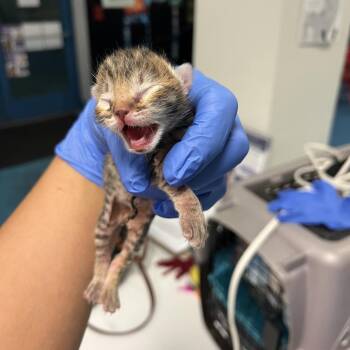 Hans -  Domestic Short Hair Cat for Adoption in Los Angeles, California - Hans | PetCurious