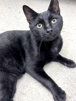 Eep -  American Shorthair Cat for Adoption in Philadelphia, Pennsylvania - Eep | PetCurious