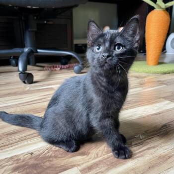Bronto C70166 -  Domestic Short Hair Cat for Adoption in Minnetonka, Minnesota - Bronto C70166 | PetCurious