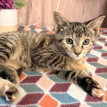 Willow -  Domestic Short Hair Cat for Adoption in Long Beach, Mississippi - Willow | PetCurious