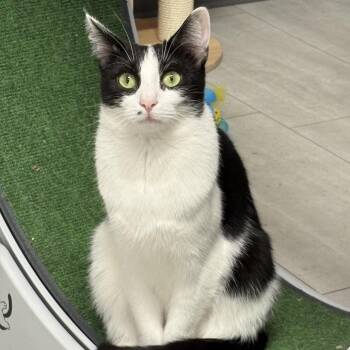 Muffin ARC2025-283 -  Domestic Short Hair Cat for Adoption in Akron, New York - Muffin ARC2025-283 | PetCurious