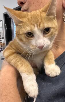 OJ -  Domestic Short Hair Cat for Adoption - OJ | PetCurious