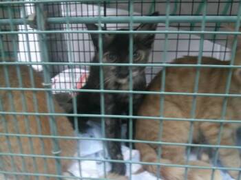 SHEERE -  Domestic Short Hair Cat for Adoption in Ocala, Florida - SHEERE | PetCurious