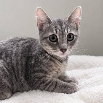 Winnie -  Domestic Short Hair Cat for Adoption in Hawthorne, California - Winnie | PetCurious