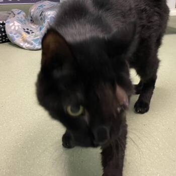John Squinty Adams -  Domestic Short Hair Cat for Adoption in Norman, Oklahoma - John Squinty Adams | PetCurious
