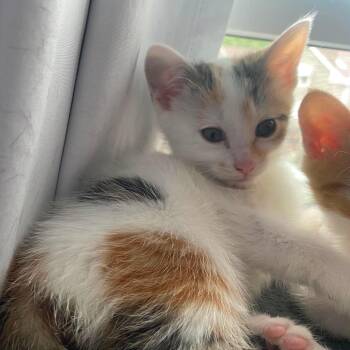 Pancake -  American Shorthair Cat Available for Adoption in Bethel, Connecticut - Pancake | PetCurious