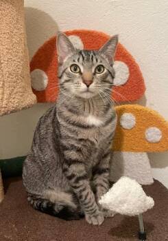 Domestic Short Hair Cats Available for Adoption - Dell (LE) | PetCurious