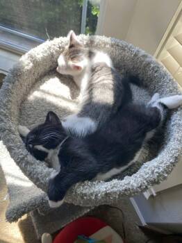 Tucker -  Tabby and Domestic Short Hair Cat for Adoption in Gladstone, Oregon - Tucker | PetCurious