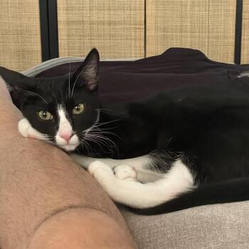 Rescue American Shorthair Cats for Adoption in Fresno, California - Tank | PetCurious