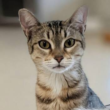Rescue Domestic Short Hair Cats for Adoption in Grayslake, Illinois - Lipton | PetCurious