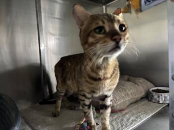 RAMON -  Bengal Cat for Adoption in Santa Monica, California - RAMON | PetCurious