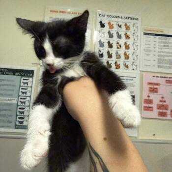 Suga Mama -  Domestic Short Hair Cat for Adoption in Chicago, Illinois - Suga Mama | PetCurious