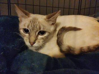 Siamese Cats Available for Adoption in Deltona, Florida - Ensley | PetCurious