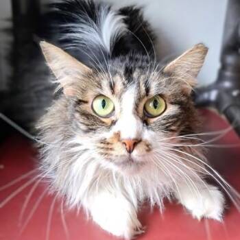 Flower -  Domestic Long Hair Cat Available for Adoption in Belmont, New York - Flower | PetCurious