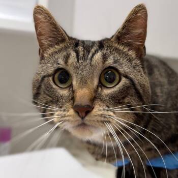 Domestic Short Hair Cats Available for Adoption in Middletown, Rhode Island - Oliver | PetCurious