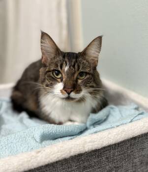 Rescue Domestic Medium Hair Cats for Adoption in Brooksville, Florida - Millie | PetCurious