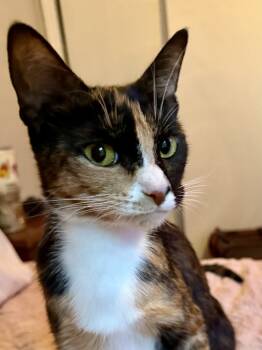 Rescue Domestic Short Hair Cats for Adoption in Brandon, Florida - Chasity | PetCurious