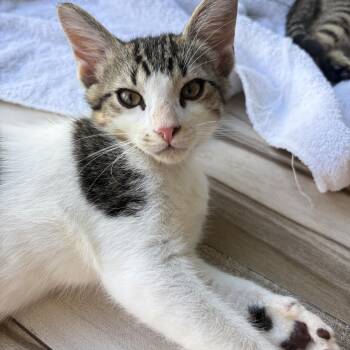 Huey -  Domestic Short Hair Cat for Adoption in Sunrise, Florida - Huey | PetCurious