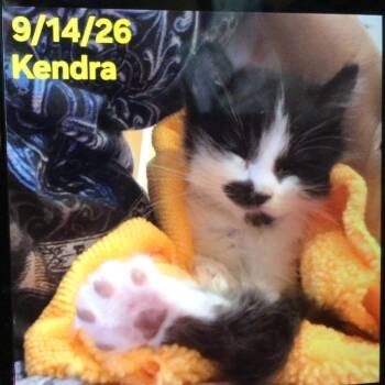 Kendra -  Domestic Medium Hair Cat for Adoption in New Orleans, Louisiana - Kendra | PetCurious
