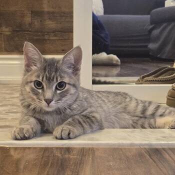 Lana Lang -  Domestic Short Hair Cat for Adoption in Puslinch, Ontario - Lana Lang | PetCurious