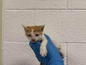 Domestic Short Hair Cats Available for Adoption in Thousand Palms, California - CLOVER | PetCurious