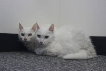 Domestic Medium Hair Cats Available for Adoption - Dutchess | PetCurious
