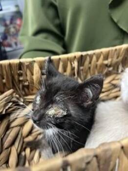 A377897 -  Domestic Short Hair Cat for Adoption in Stockton, California - A377897 | PetCurious
