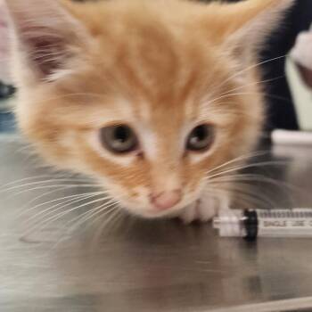 Monte Carlo -  Domestic Short Hair Cat for Adoption in Charleston, West Virginia - Monte Carlo | PetCurious