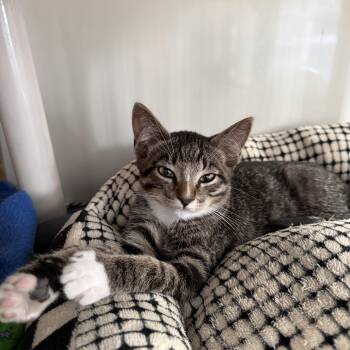 Whole Wheat -  Domestic Short Hair Cat for Adoption in Oconto, Wisconsin - Whole Wheat | PetCurious