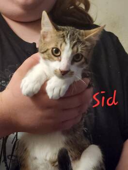 Sid -  Domestic Short Hair Cat for Adoption in Mount Pleasant, Texas - Sid | PetCurious