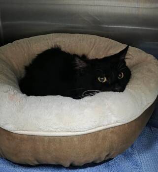 Found stray: Chaol -  Domestic Medium Hair Cat for Adoption in Rockwall, Texas - Found Stray: Chaol | PetCurious