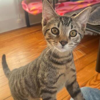Jess -  Domestic Short Hair Cat for Adoption in Jarrettsville, Maryland - Jess | PetCurious