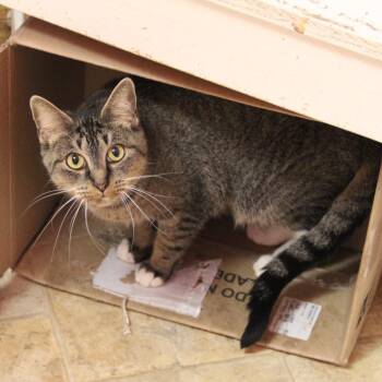 Domestic Short Hair Cats Available for Adoption in Monroe, Louisiana - Chaos | PetCurious