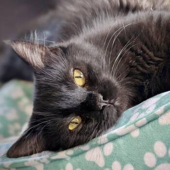 Rescue Domestic Long Hair Cats for Adoption in Greenfield, California - Sonic | PetCurious