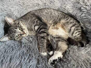 Domestic Short Hair Cats Available for Adoption - DK - Rose | PetCurious