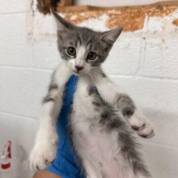 Cindy -  Domestic Short Hair Cat for Adoption in Edinburg, Texas - Cindy | PetCurious